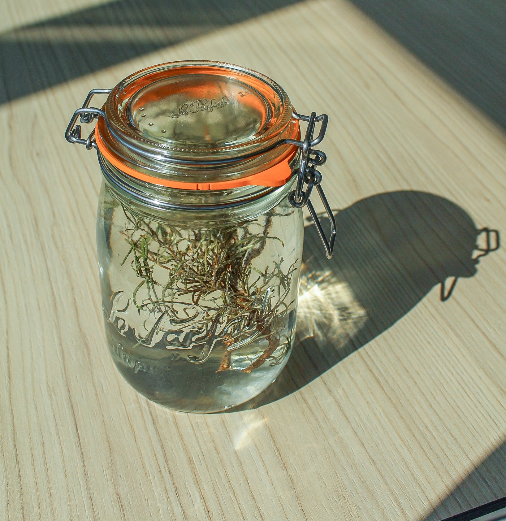 Recette nettoyant tout en un au romarin